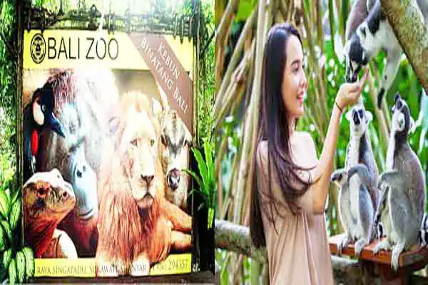 bali zoo bali zoo